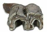 Fossil Woolly Rhino (Coelodonta) Tooth - Siberia #292589-2
